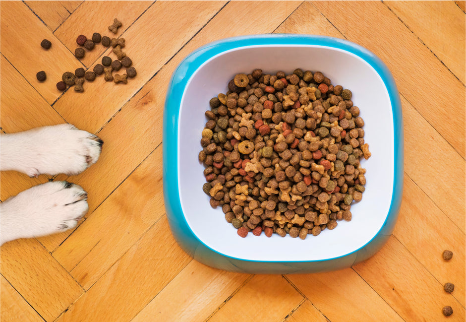 The Benefits of Automatic Feeders for Your Pet