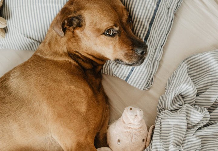 The Benefits of Regular Grooming for Your Pet's Health and Happiness