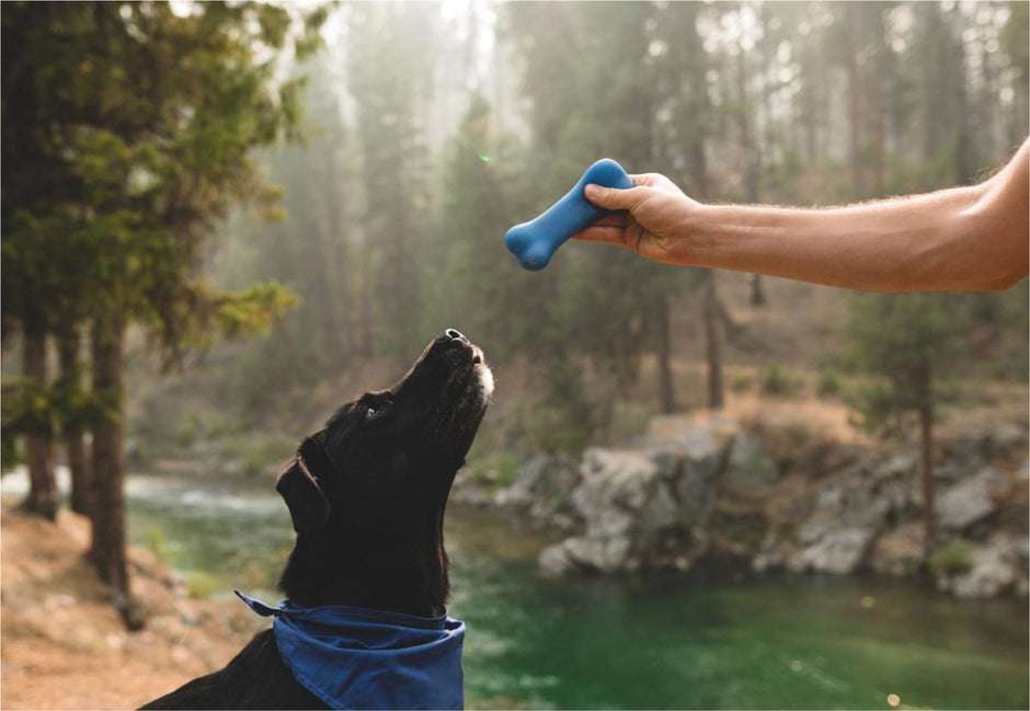 The Top Dog Toys and Accessories — Stimulating Your Pet's Mind and Body