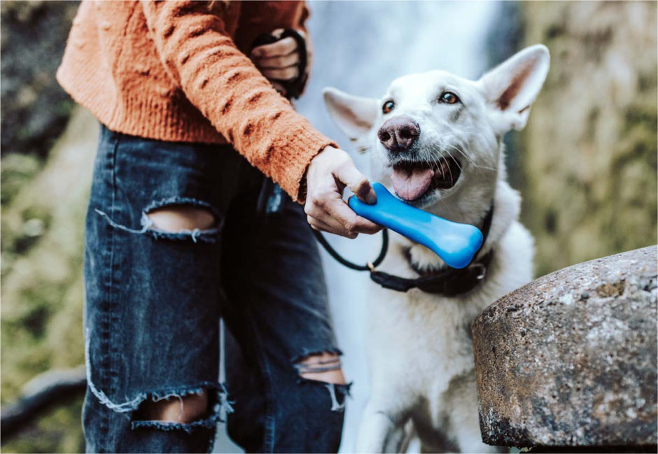 The Best Grooming Tools and Supplies for Your Dog