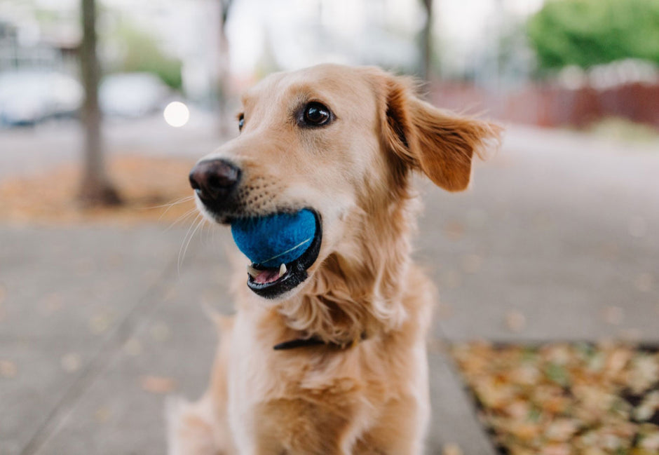 The Best Bowls for Your Pet — Keeping Them Hydrated and Comfortable